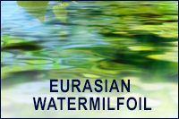 Eurasian Watermilfoil