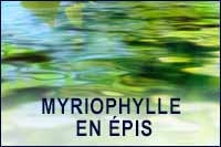 Myriophylle en épis